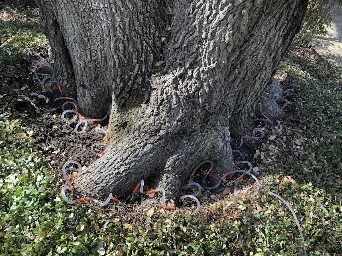 Detailed Tree Cabling and Bracing job site in Grover Beach